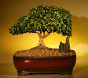 Japanese Kingsville Boxwood Bonsai Tree<br><i>(buxus microphylla compacta)</i>