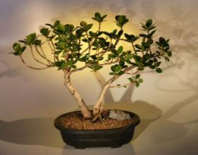 Green Emerald Ficus Bonsai Tree<br><i>(ficus microcarpa)</i>