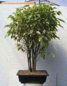 Ficus Bonsai Tree<br>Forest Group - Variegated<br><i>(ficus benjamina)</i>