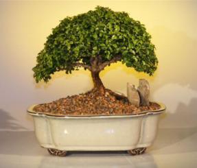 Japanese Kingsville Boxwood Bonsai Tree<br><i>(buxus microphylla compacta)</i>