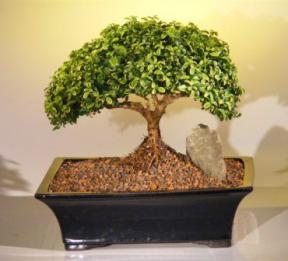 Japanese Kingsville Boxwood Bonsai Tree<br><i>(buxus microphylla compacta)</i>