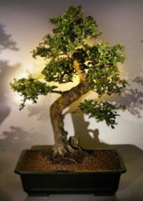 Fukien Tea Bonsai Tree <br><i>(ehretia microphylla)</i>