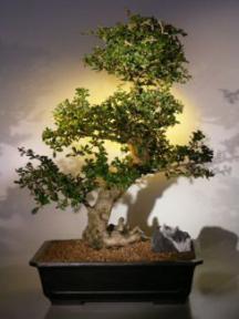 Fukien Tea Bonsai Tree <br><i>(ehretia microphylla)</i>