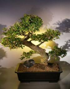 Fukien Tea Bonsai Tree <br><i>(ehretia microphylla)</i>