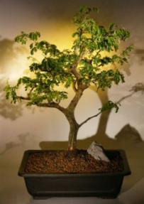 Brazilian Raintree Bonsai Tree <br><i>(pithecellobium tortum)</i>