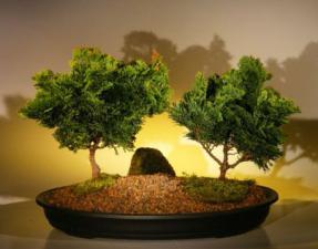 Hinoki Cypress Bonsai Tree - Two Tree Planting<br><i>(chamecyparis obtusa 'nana')</i>