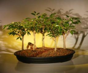 Ficus Bonsai Tree - 5 Tree Forest Group<br><i>(ficus 'orientalis')</i><br>