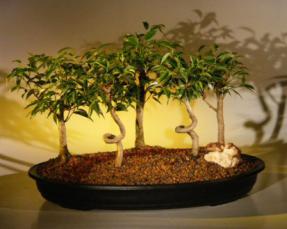 Ficus Bonsai Tree - 5 Tree Forest Group<br><i>(ficus 'orientalis')</i><br>