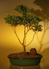Blue Moss Cypress Pom-Pom Bonsai Tree<br><i>(chamecyparis 'glauca minima')</i>