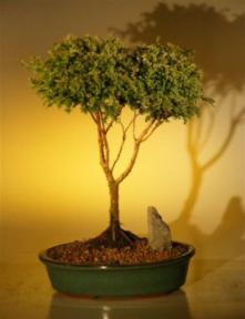 Blue Moss Cypress Bonsai Tree<br><i>(chamecyparis 'glauca minima')</i>