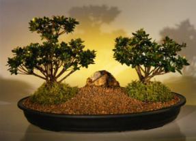 Azalea  Bonsai Tree -Two Tree Planting<br><i>(satzuki chinzan)</i>