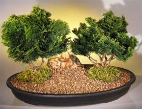 Hinoki Cypress Bonsai Tree - Two Tree Planting<br><i>(chamecyparis obtusa 'nana')</i>