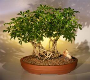 Hawaiian Umbrella Bonsai Tree - Banyan Style<br>(<i>arboricola schefflera</i>)