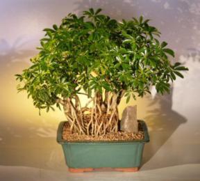 Hawaiian Umbrella Bonsai Tree <br> Banyan Style<br>(<i>arboricola schefflera</i>)