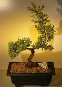 Juniper Bonsai Tree<br><i>(juniper procumbens 