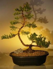Juniper Bonsai Tree<br><i>(juniper procumbens 