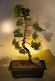 Juniper Bonsai Tree<br><i>(juniper procumbens 