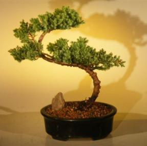 Juniper Bonsai Tree<br><i>(juniper procumbens nana)</i>