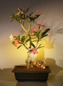 Desert Rose Bonsai Tree<br><i>(adenium obesum)</i>