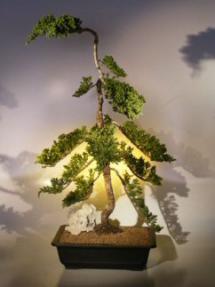 Juniper Bonsai Tree<br><i>(juniper procumbens nana)</i>