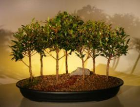 Brush Cherry Bonsai Tree<br>Seven Tree Forest Group<br><i>(eugenia myrtifolia)</i>