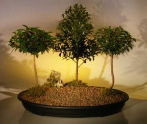 Flowering Brush Cherry Bonsai Tree<br>Three (3) Tree Forest Group<br><i>(eugenia myrtifolia)</i>1