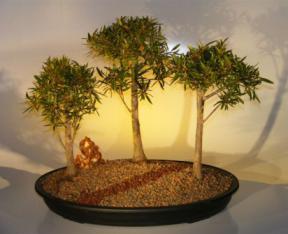 Willow Leaf Ficus Bonsai Tree<br>Three Tree Forest Group<br><i>(nerifolia/salicafolia)</i>