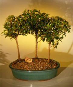 Flowering Brush Cherry Bonsai Tree<br>Three (3) Tree Forest Group<br><i>(eugenia myrtifolia)</i>