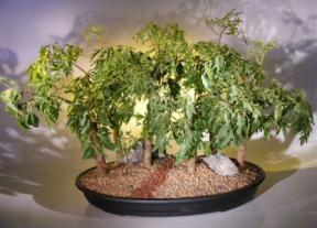 Ming Aralia Bonsai Tree - Seven (7) Tree Forest Group<br></i>(polyscais fruticosa)</i>