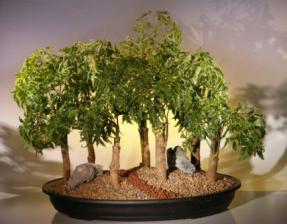 Ming Aralia Bonsai Tree - Seven (7) Tree Forest Group<br></i>(polyscais fruticosa)</i>