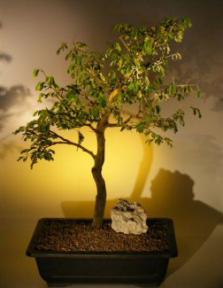 Brazilian Raintree Bonsai Tree <br><i>(pithecellobium tortum)</i>