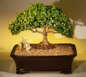 Japanese Kingsville Boxwood Bonsai Tree<br><i>(buxus microphylla compacta)</i>