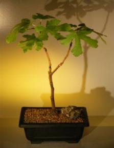 Brown Turkey  Fig<br><i>(ficus carica)</i>