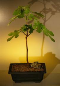 Brown Turkey  Fig<br><i>(ficus carica)</i>