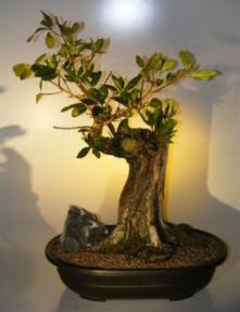 Buttonwood Bonsai Tree<br><i>(conocarpus erectus)</i>