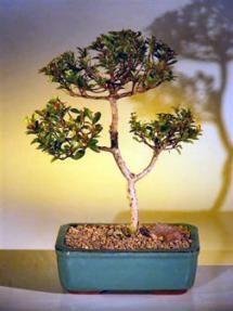 Brush Cherry Bonsai Tree<br><i>(Eugenia Myrtifolia)</i>