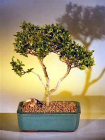 Flowering Brush Cherry Bonsai Tree - 