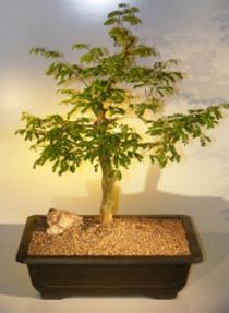 Brazilian Raintree Bonsai Tree - Medium<br><i>(pithecellobium tortum)</i>