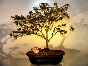 Flowering Crape Myrtle Bonsai Tree - 