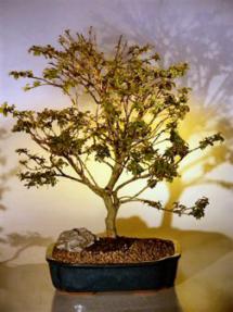 Flowering Crape Myrtle Bonsai Tree - 