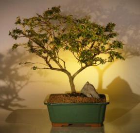 Crape Myrtle Bonsai Tree - 