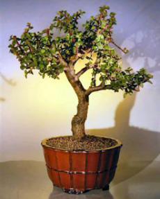 Baby Jade  Bonsai Tree<br><i> (Portulacaria Afra)</i>