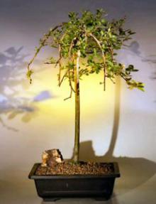 Weeping Pussy Willow Bonsai Tree <br><i>(salix caprea 'kilmarnock')</i>