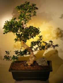 Fukien Tea Bonsai Tree <br><i>(ehretia microphylla)</i>