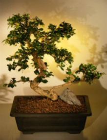 Fukien Tea Bonsai Tree <br><i>(ehretia microphylla)</i>