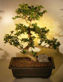 Fukien Tea Bonsai Tree <br><i>(ehretia microphylla)</i>