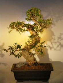 Fukien Tea  Bonsai Tree <br><i>(ehretia microphylla)</i>