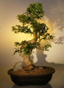 Fukien Tea Bonsai Tree <br><i>(ehretia microphylla)</i>