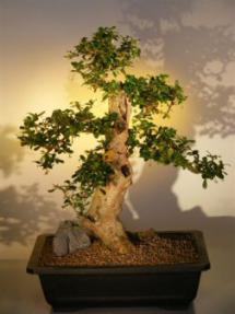 Fukien Tea Bonsai Tree <br><i>(ehretia microphylla)</i>