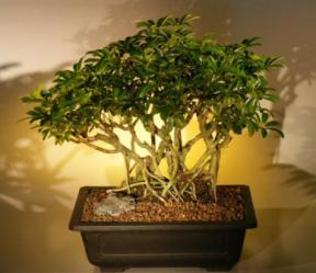 Hawaiian Umbrella Bonsai Tree <br>Banyan Style<br> (<i>arboricola schefflera</i>)